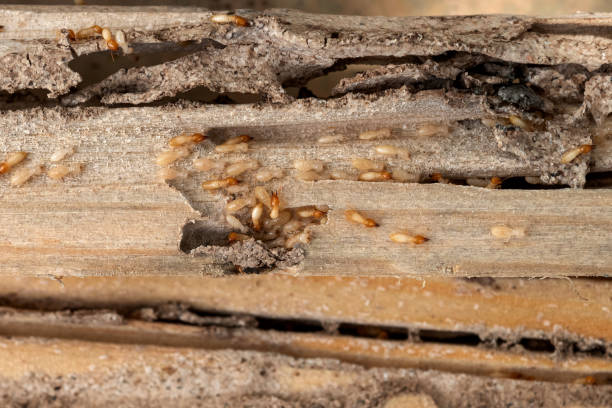 Best Emergency Pest Control  in Herington, KS
